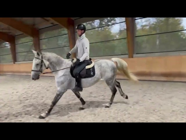 Superbe Hongre gris de 10 ans - SF- CSO/LOISIR
