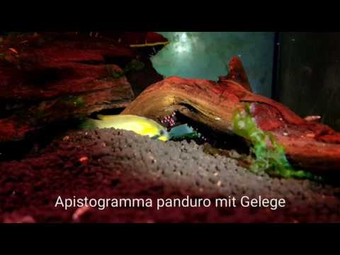 Apistogramma panduro mit Gelege - Shrimp-Visions