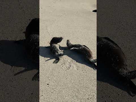 Morning at San Cristobal Island (Galapagos) Beach with Two Playful Sea Lion Pups