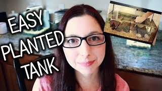 Simple And Easy 20 Gallon Aquascape | Setting Up My New Planted Fish Tank