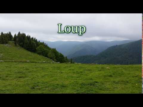 How to pronounce loup in French