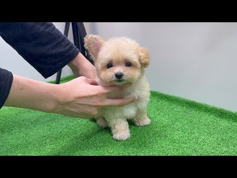 YouTube動画のサムネイル