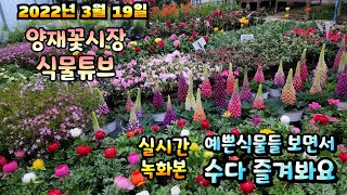 2022년 3월 19일 토요일  예쁜 식물들 보면서 수다즐겨봐요 #양재꽃시장 #식물튜브