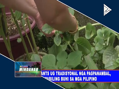 Herbal planys ug traditional nga pagpanambal, nagpabiling buhi sa mga Pilipino