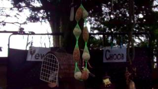 Yew Choob 14a - Yew Choob  Challenge