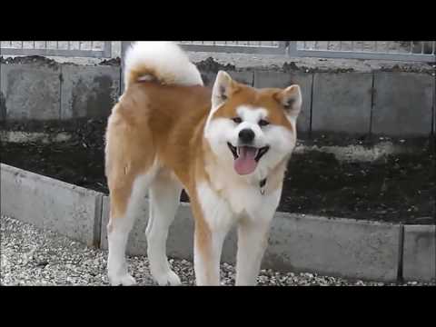 Akita Inu - La leggenda