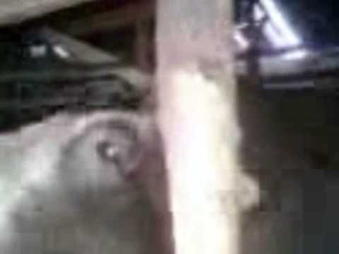 Cow Say Allah Many Times