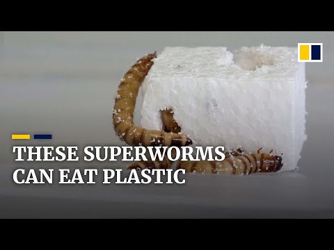 Plastic-eating superworms with ‘recycling plant’ in their guts might get a job gobbling up waste