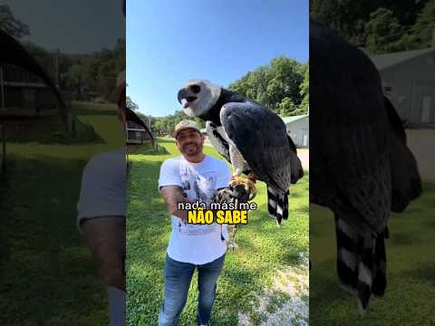 A Maior AVE de Hapina do Mundo | Mutamorfose #shorts