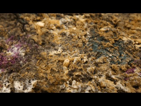 Cleaning a Maggot-Infested Rug to Pristine Condition | Satisfying ASMR Carpet Cleaning