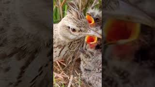 skylark babies #shorts