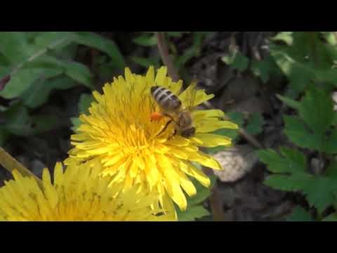 Boja meda 67 18.06.2019. NAJAVA