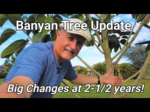 image-Is it good to plant banyan tree at home?