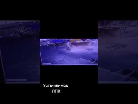 В Усть-Илимске медведь напал на женщину ЛПК