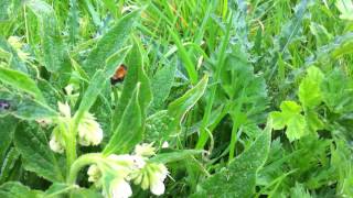 preview picture of video 'Comfrey (Symphytum officinale), white flower - 2012-04-29'