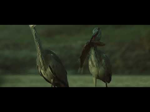 Sarmacja - Ziemia łapie oddech