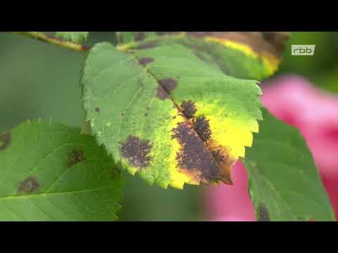 Wenn Rosen krank sind