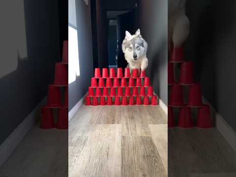 #hela #alejoigoa #shorts #perros Es hermoso ese perro