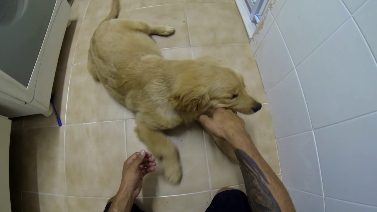 Como ensinar o cachorro não morder a mão.