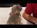 Cute PUPPIES Caught Being Absolutely RIDICULOUS Funny Animals Video