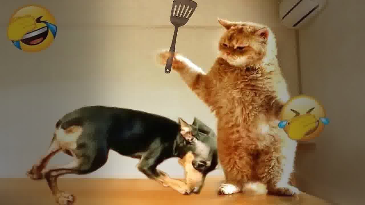 🐱 Try Not To Laugh Dogs And Cats 😹🤣 Funniest Animals 😍