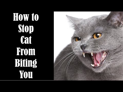 How to stop cat from biting (Urdu/Hindi) by Dr. Fuqan Arif
