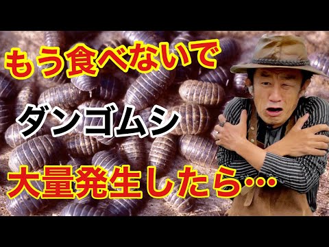 堆肥中のカビ：不快な影響を避けるには？  庭園
