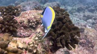 Diving in Maldives - North Male Atoll