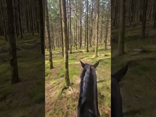 Top jument de 5ans Bernay x F&uuml;rst Romancier 