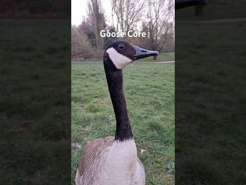 Goose Core #animalshorts #animals #cuteanimals #birds #goose #geese