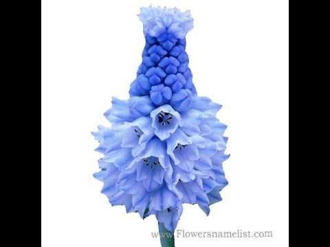 download lagu mp3 mp4 List Of Flowers Starting With M, download lagu List Of Flowers Starting With M gratis, unduh video klip List Of Flowers Starting With M