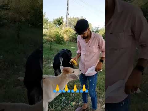 गौमाता की छोटी सी हेल्प।।🙏🙏#youtubeshorts #hashtag