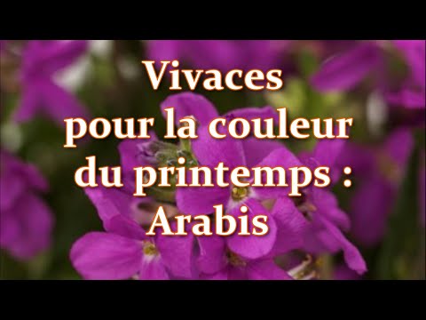 , title : 'Vivaces faciles pour Couleur au début du Printemps: Arabis. Comment planter et cultiver Arabis'