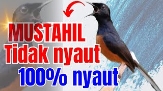 Download lagu MUSTAHIL BOS murai batu gacor PAGI SIANG MALAM AMPUH buat PANCINGAN murai batu agar cepat bunyi mp3