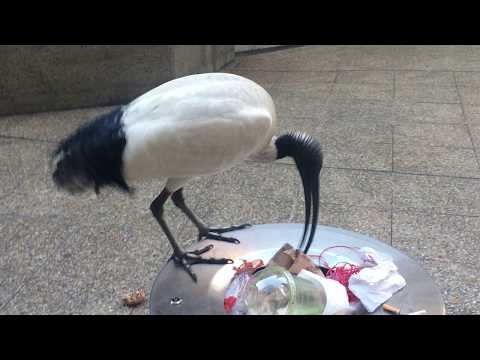 PROJECT NEFAST - ZIEKTEBEELD