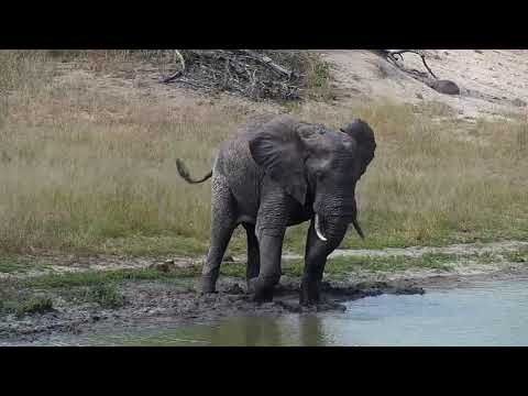 Djuma: Lone Elephant bull - 13:25 - 03/30/19