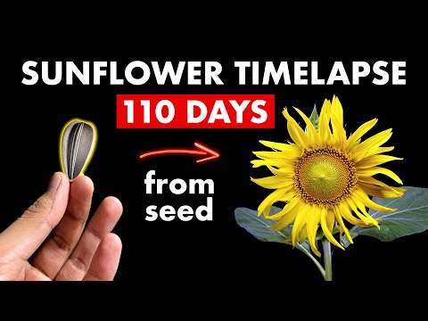Growing SUNFLOWER 🌻 From Seed - 110 Days Time Lapse