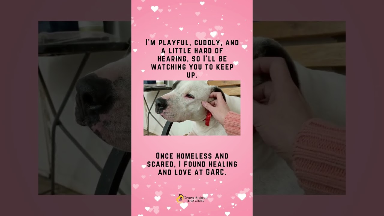 Enlarge Joey, a Adoptable mixed breed in Sapulpa, OK video 5/5