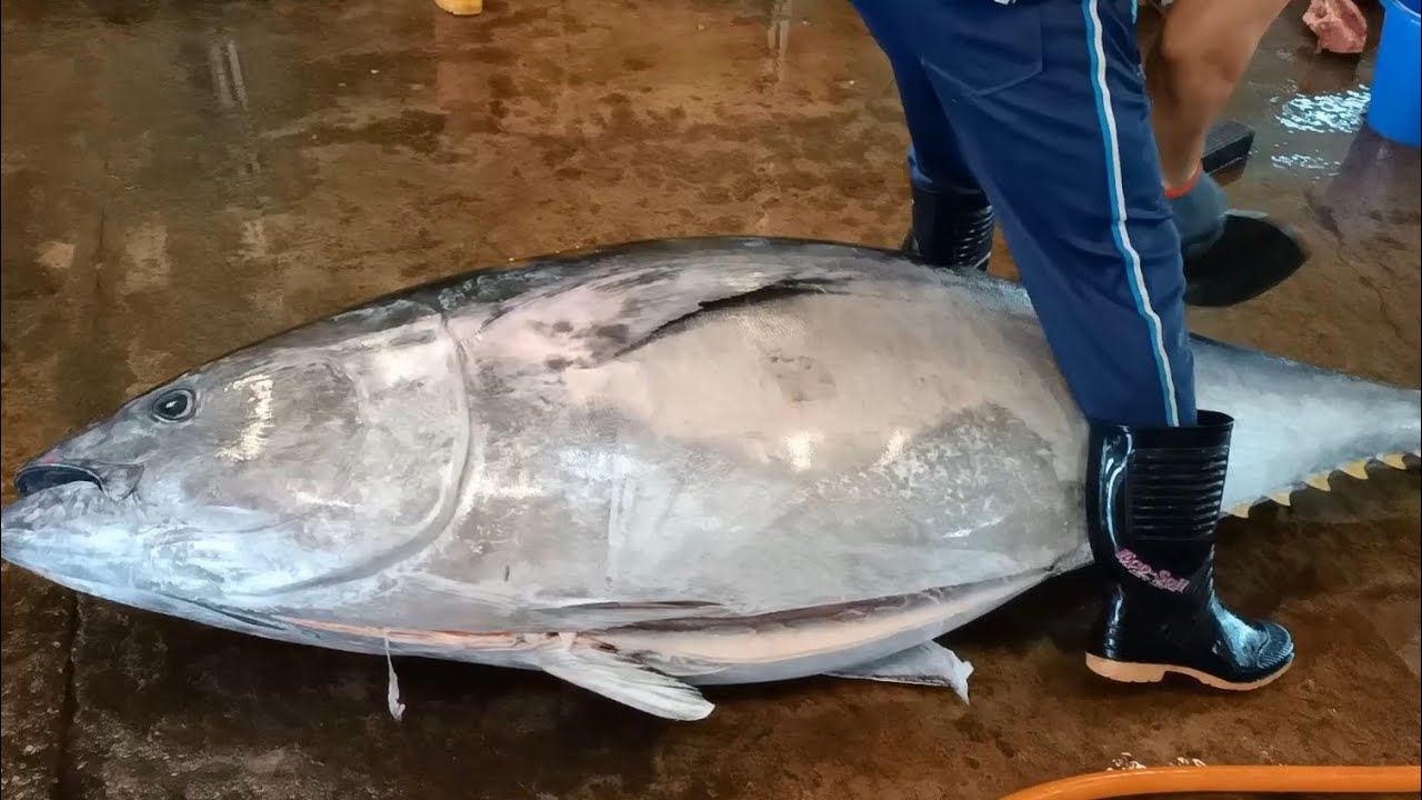 Sharpest Knife Cuts 408kg Super-Giant Bluefin Tuna