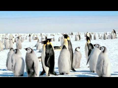 Avicii Vs Swedish House Mafia - Leave The Penguin Behind (Crippiola Bootleg)