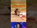 Dogs Vs Defiant Monkey Terrifying Showdown Shocking Wildlife Encounter