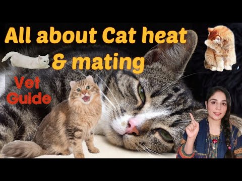 Do Cats Stay In Heat After Mating?/ Mistakes during Cat Heat cycle /All about cat Heat and Mating