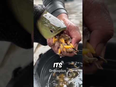 Arowana fish #shorts #science