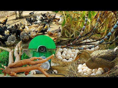 Duck Eggs for Profit: The Ultimate Guide to Organic Farming