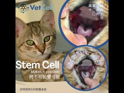 stem cell ~ FCGS feline chronic gingivostomatitis