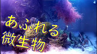 海で採ってきた微生物をたっちゃん達にあげてみました☆彡ミミイカの可愛い行動も♬