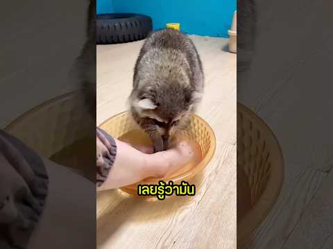 ทำไมแรคคูนชอบเอาอาหารไปจุ่มน้ำ