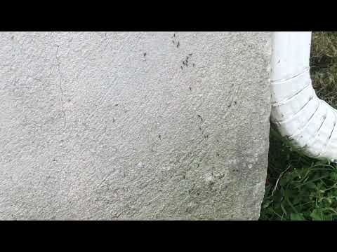 Ants in the Kitchen Coming from the Outside in Neptune, NJ