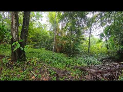 Red Frog Beach Bocas Del Toro Panama