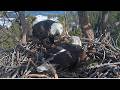 SHADOW SEES EGG 1 OF 2ND CLUTCH FIRST TIME BRINGS A COOT WE DID IT HONEY FOBBVCAM 2 24 26